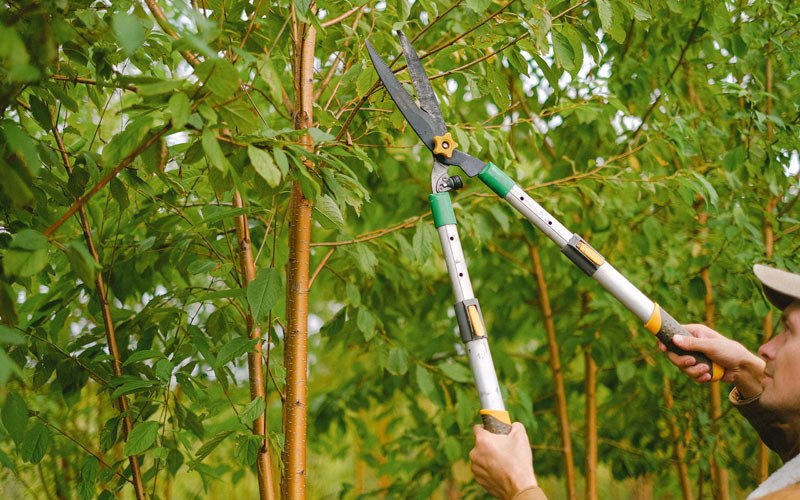 Tree trimming in Aurora, UT