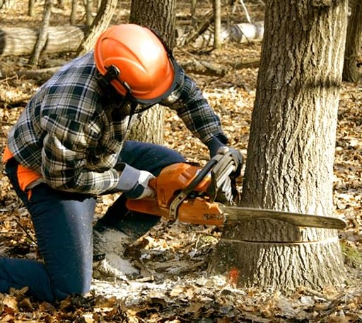 Tree Removal in Aurora, UT